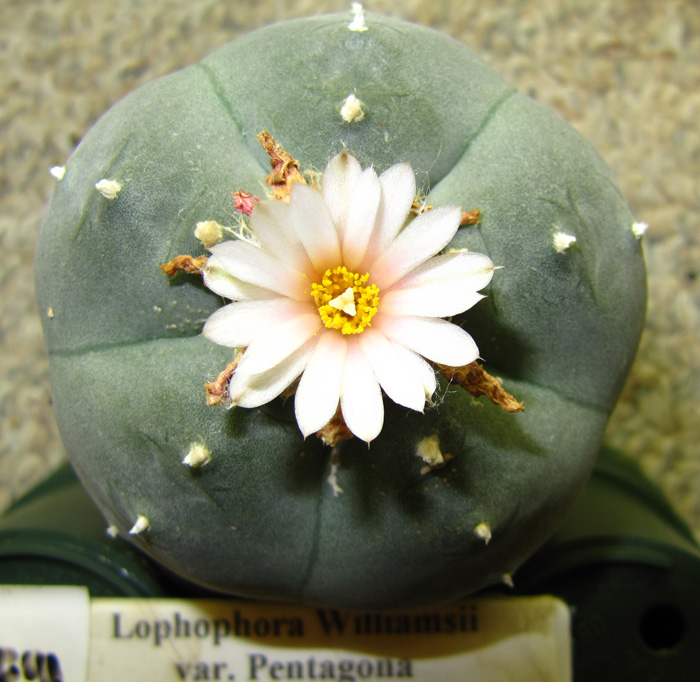 Lophophora Williamsii var. pentagona